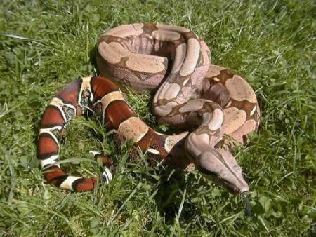 serpent