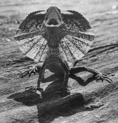lezard