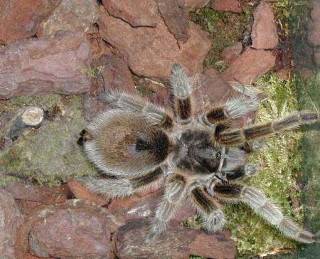 mygale