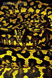 serpent venimeu