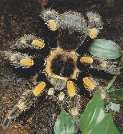 mygale