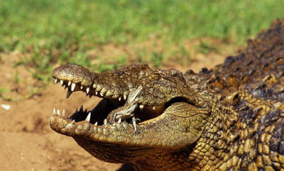 crocodile